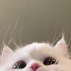 dglieu