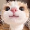 mieayamenak24_