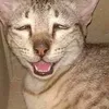 thangmuc7