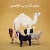 www.tiktok.com/@alrahi.sheep66