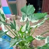 user3407205961736