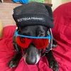 alex.pulga4