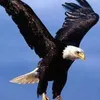 abdozidane39