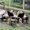 duavisatrungquoc