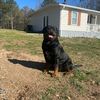 mjrottweilerranchllc