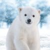 polar_bear_140