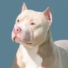 henrxqxe