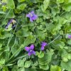braninthegarden