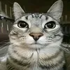 user3803919302606