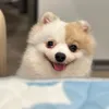 subivagau
