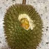 hendramuharimi