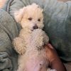 boypupmom