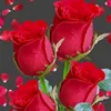 lovelyvideo1717