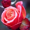 user4073621120158