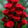 rumaakter6582