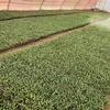 .romio06