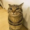 bober_krytoi