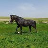 muder0098