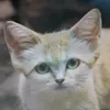 kamelmjj