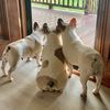 southernpiedfrenchies1