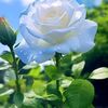 rosa.1572