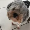 cecirdrgues