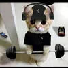 SHORTCAT!🐱
