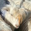 handgoat