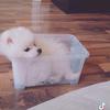 peji_pomeranian