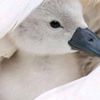 gulsen_399