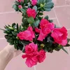 lan.anh82809