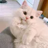 bhan_243