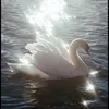 alaa_yousif1