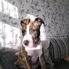 debbiefarrow193