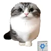 koshkekomary