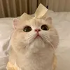 su_lvsk