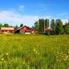 thescandinavianswede