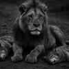 hisham8978