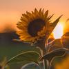 sunflower_0982