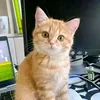 haleematu_2