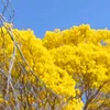 mariamoura45475