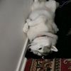 akumadog4