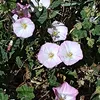 marueisa250780