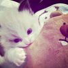 syaaveelyn_