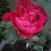josephan0410
