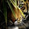 harimau_.malaya
