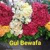 gulbewafa1