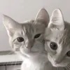 jeremi_20