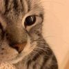 meow..h3artz