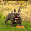 woofpackfrenchies